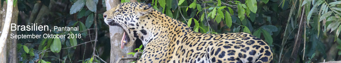 Link zu den Bildern aus dem Pantanal im Bild ein Jaguar der Gähnt