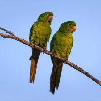Pantanal 2018
