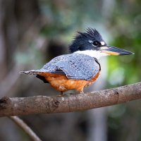 Pantanal 2018