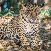 Pantanal 2018 - Jaguar im Dickicht liegend